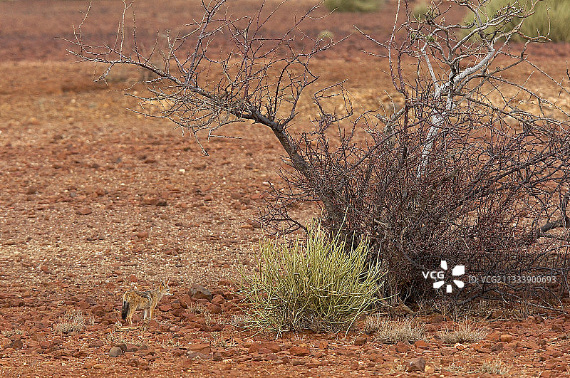 纳米比亚达马拉兰沙漠中的黑背胡狼图片素材