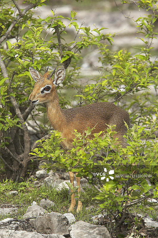 埃托沙国家公园的柯氏小羚羊，纳米比亚图片素材