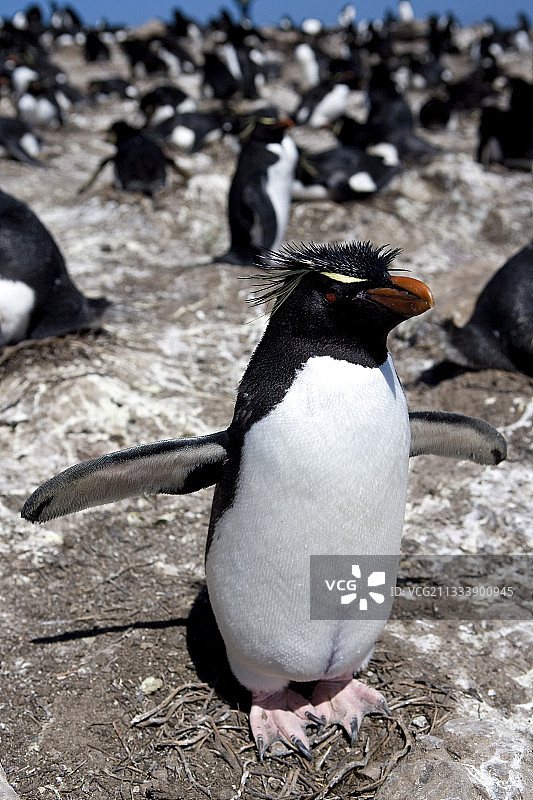 11月至2月繁殖季：南半球的夏季图片素材