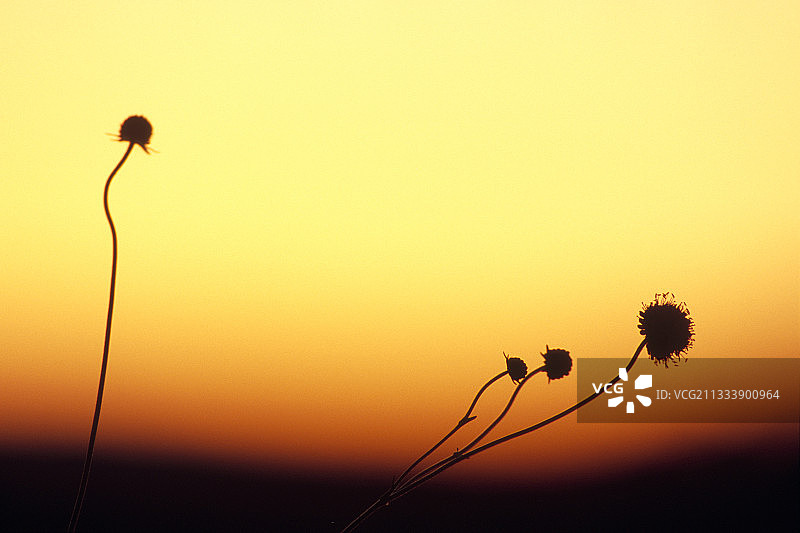 和谐鲜花，仲夏草原风光图片素材