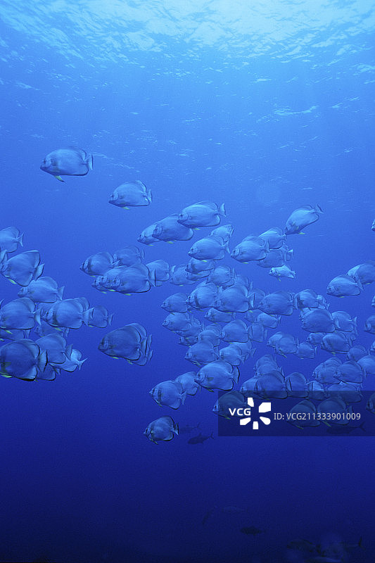 圆燕鱼群（红海，埃及）图片素材