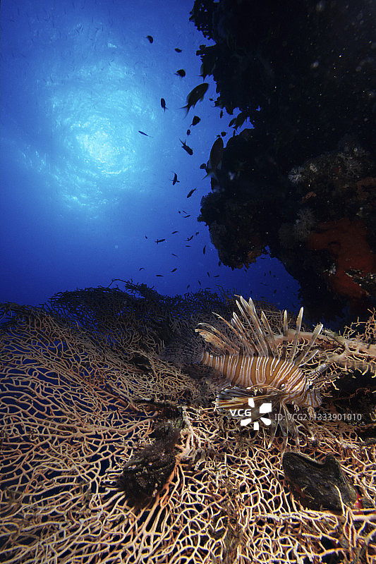 红海埃及的红狮子鱼和柳珊瑚海扇图片素材