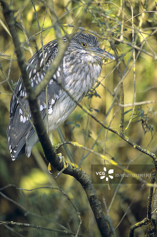 隐藏在灌木丛中的幼夜鹭，瓦尔德阿利耶图片素材