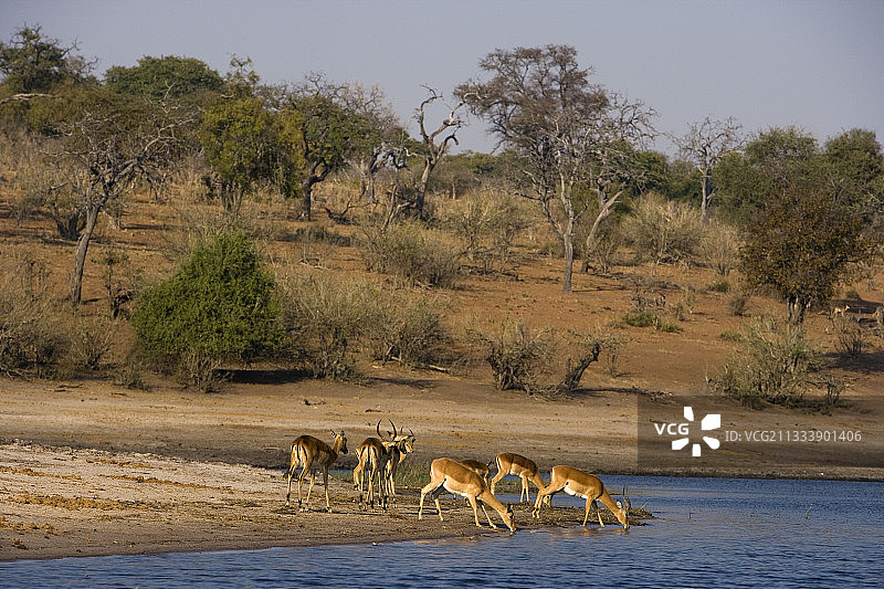 南非克鲁格河中饮水的非洲狷羚图片素材