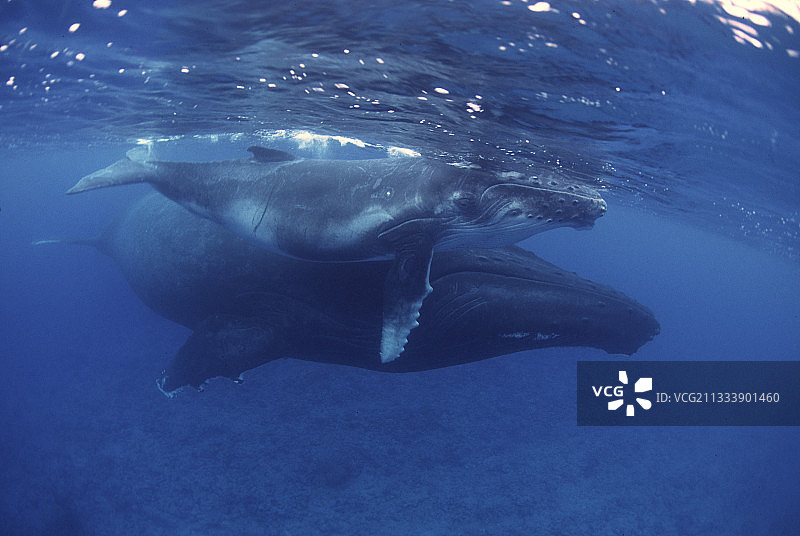 座头鲸与幼鲸，鲁鲁图岛，南波利尼西亚图片素材