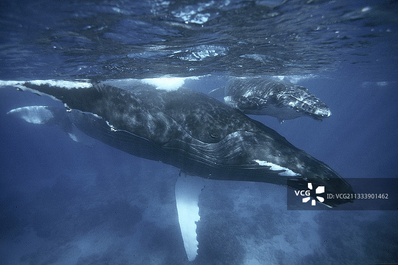 座头鲸与幼鲸，鲁鲁土岛，澳大利亚波利尼西亚图片素材
