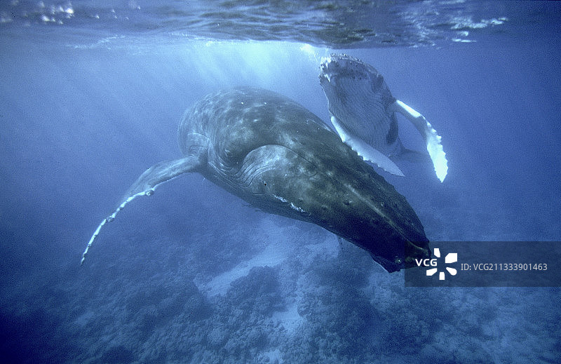 座头鲸与幼鲸，鲁鲁土岛，澳大利亚波利尼西亚图片素材