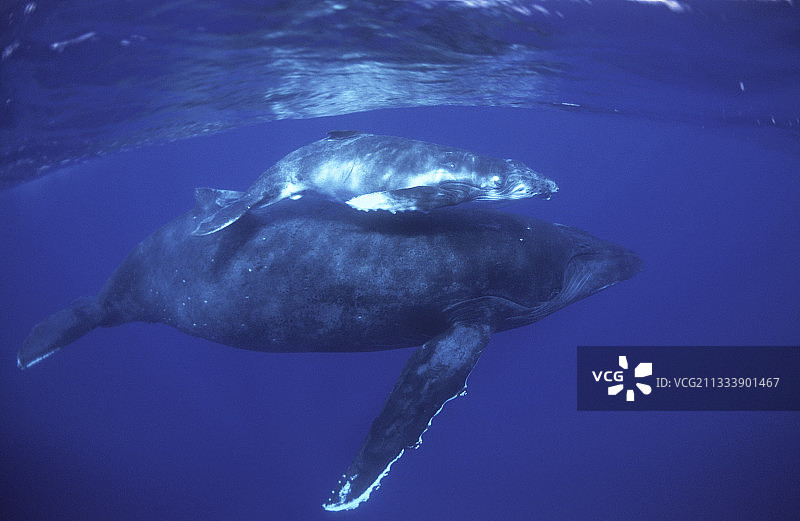 座头鲸与幼鲸，鲁鲁土岛，澳大利亚波利尼西亚图片素材