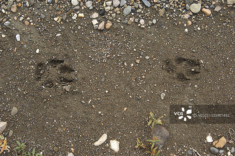 阿拉斯加美国德纳里国家公园土壤上的美洲狼踪迹图片素材