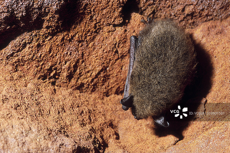 汝拉山区废弃矿井中冬眠的蝙蝠图片素材