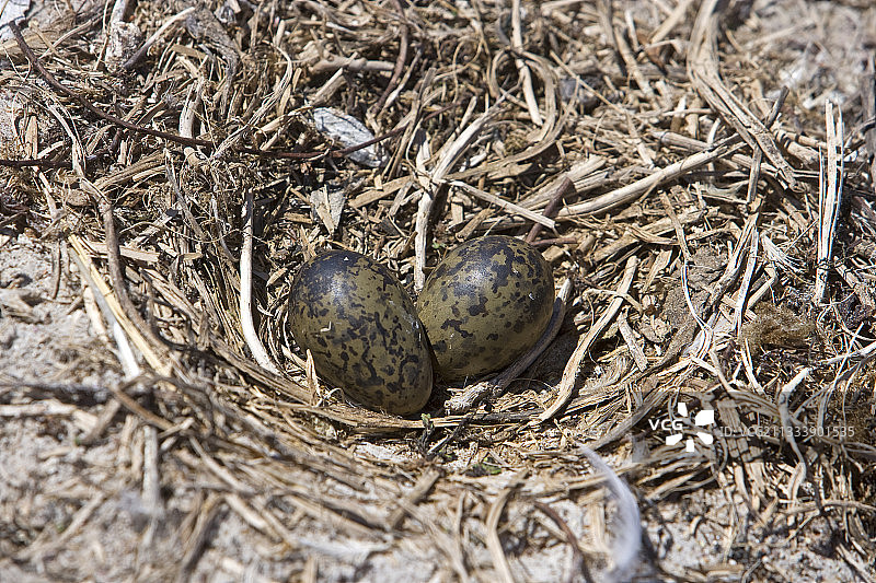 福克兰群岛海鸥的巢和蛋图片素材