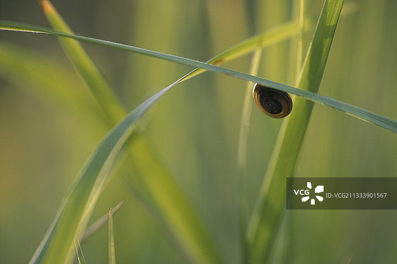 草地上的蜗牛图片素材