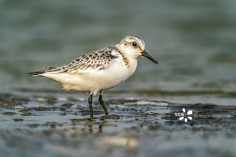海滩上的鸟图片素材