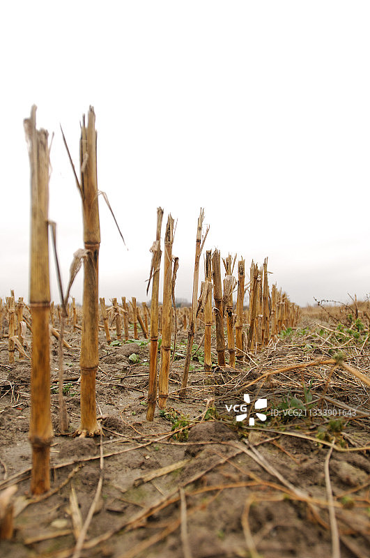 法国Le Crotoy田野里收割的玉米秸秆图片素材