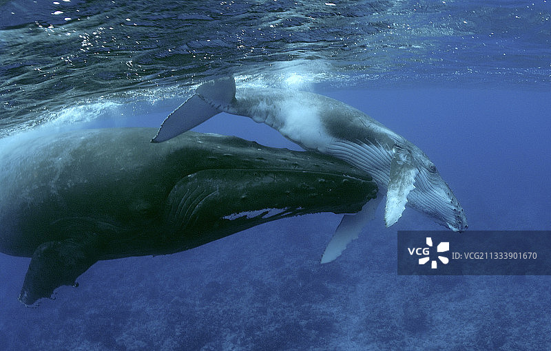 座头鲸和小鲸鱼，鲁鲁土岛，南方波利尼西亚图片素材