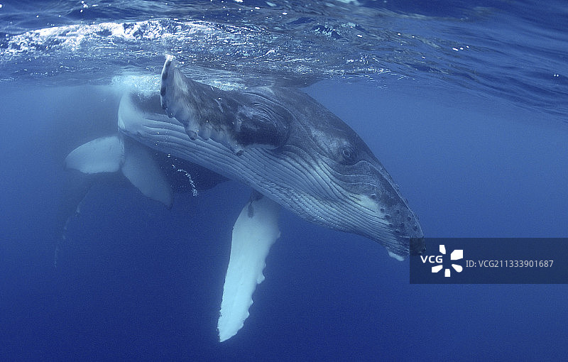 座头鲸和小鲸鱼，鲁鲁土岛，南方波利尼西亚图片素材