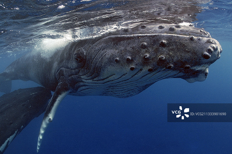 座头鲸和小鲸鱼，鲁鲁土岛，南方波利尼西亚图片素材
