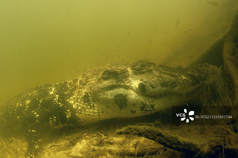 黑凯门鳄浸在内格罗河巴西亚马逊图片素材