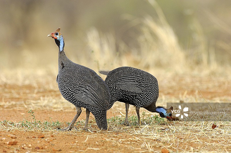 正在坦桑尼亚土壤上觅食的戴头盔的珍珠鸡图片素材