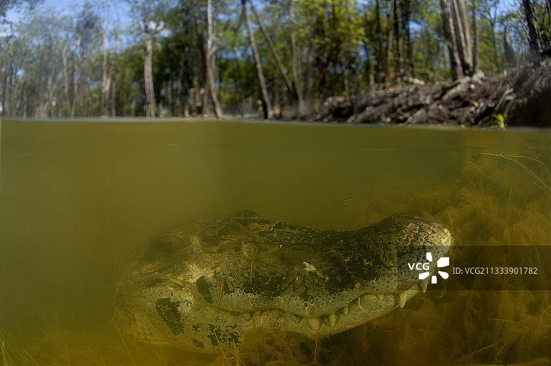 黑凯门鳄浸在内格罗河巴西亚马逊图片素材