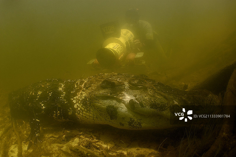 黑色凯门鳄和相机，巴西内格罗河亚马逊图片素材