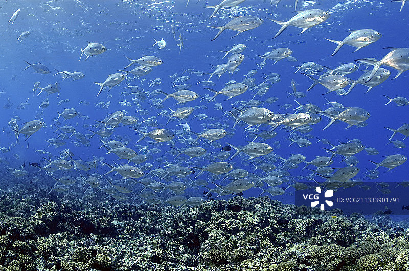 法属波利尼西亚的小斑鲹鱼群图片素材