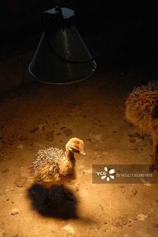 红外线灯下饲养的幼年鸵鸟图片素材