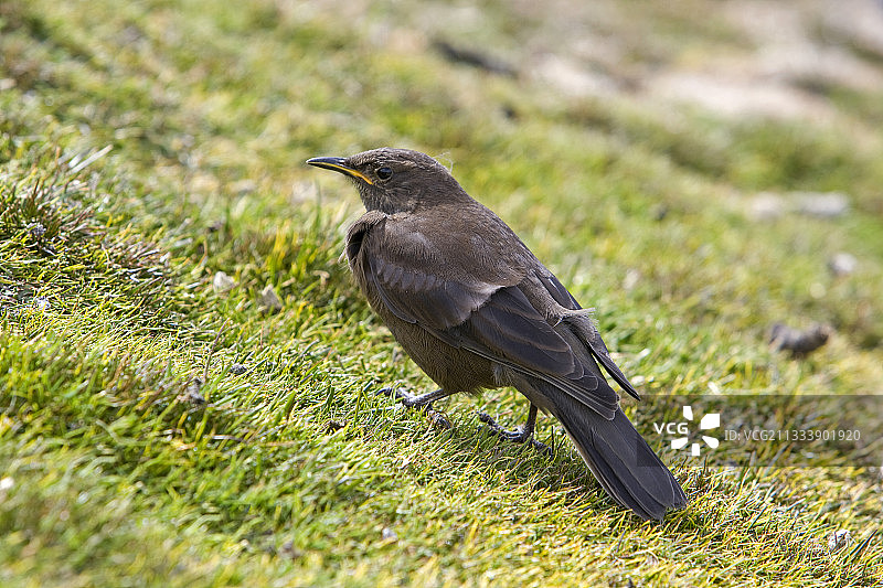 福克兰群岛地面上的黑石鵖图片素材