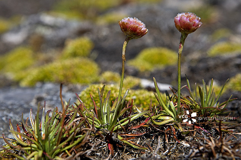 卵石岛马岛上的海石竹图片素材