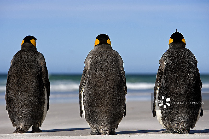 中国福克兰群岛海边的三只国王企鹅图片素材
