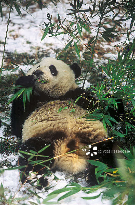 卧龙自然保护区，正在吃竹子的熊猫图片素材