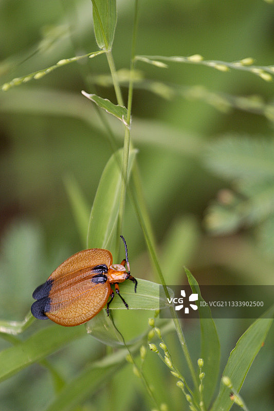 南非克鲁格国家公园的甲虫图片素材