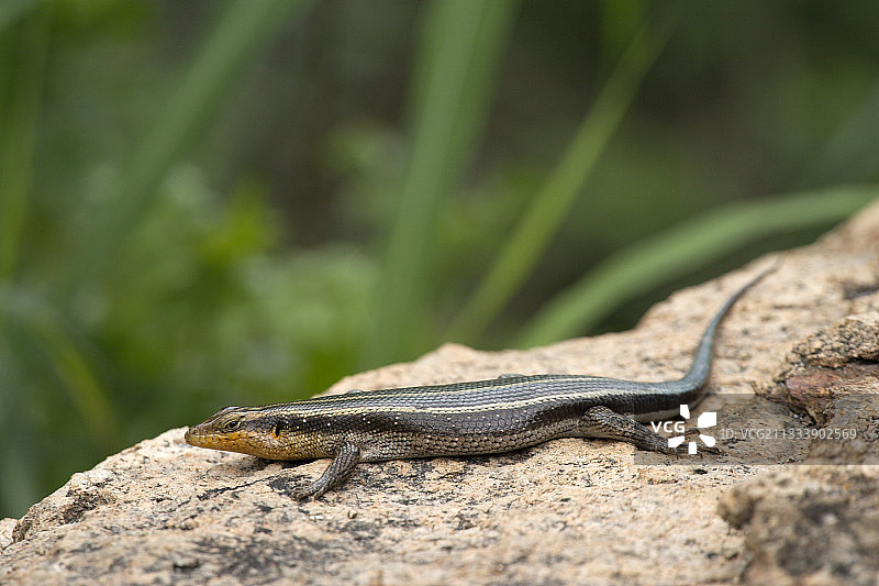克鲁格国家公园岩石上的蜥蜴图片素材