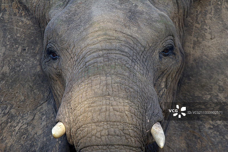 克鲁格国家公园的非洲象头部图片素材