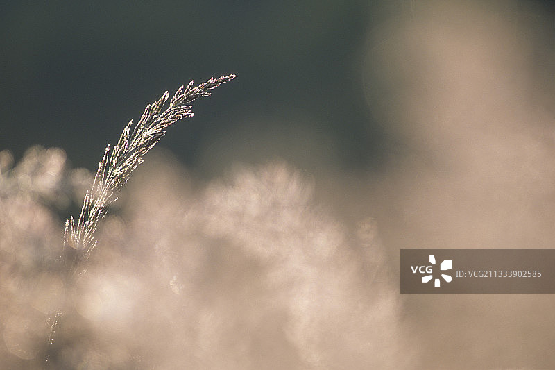 湿草甸汝拉山的晨露草图片素材