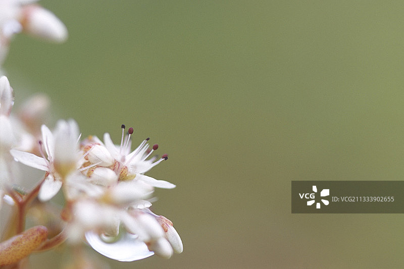 石灰石草坪上的石头花细节图片素材
