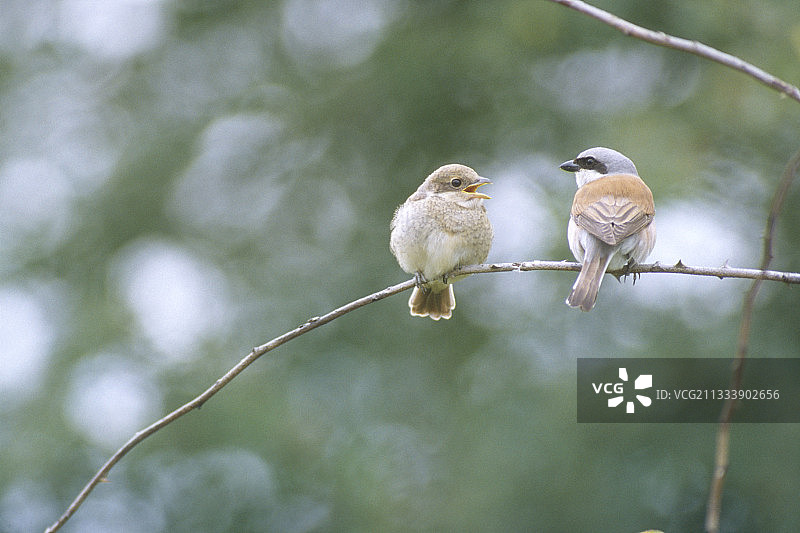 雄性红背伯劳鸟，杜省山谷图片素材