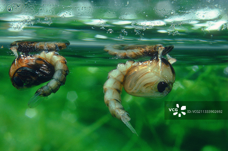 水下的两个常见家蚊蛹图片素材