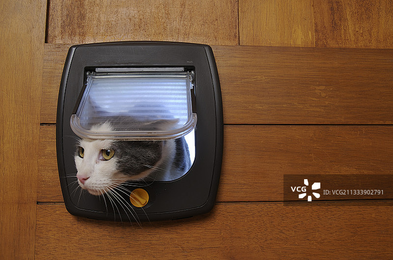 在猫门中的欧洲雄性猫（法国）图片素材