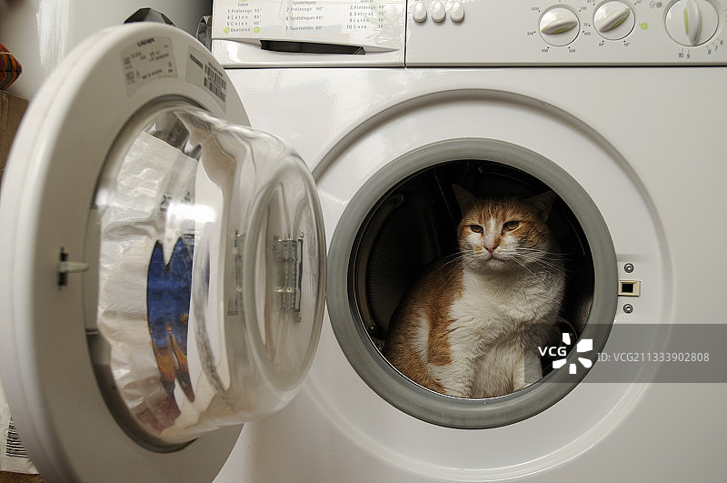 在洗衣机里的欧洲母猫（法国）图片素材