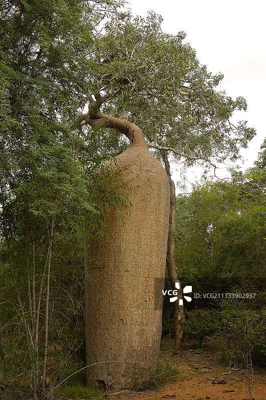 马达加斯加南部干燥森林中的瓶子树图片素材