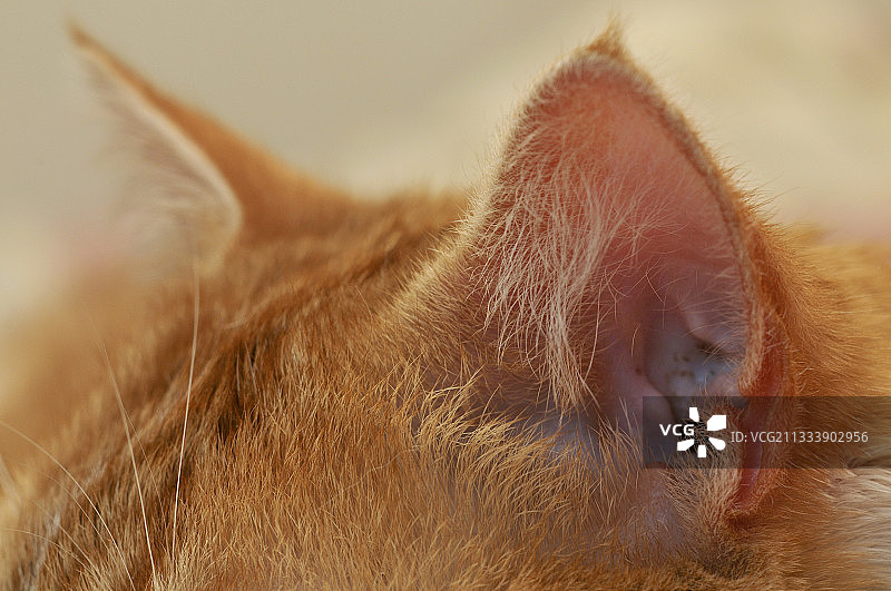 猫耳朵特写，法国图片素材