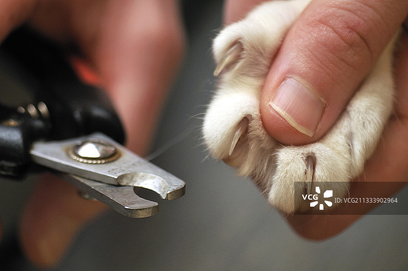 猫爪杯法国图片素材