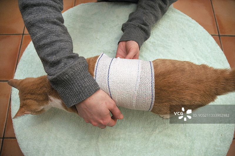 包着绷带的欧洲公猫，法国图片素材