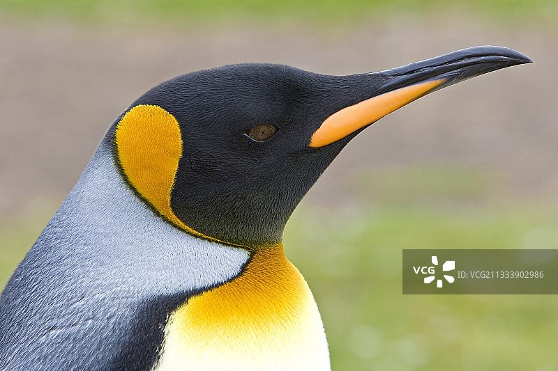 福克兰群岛的国王企鹅肖像图片素材