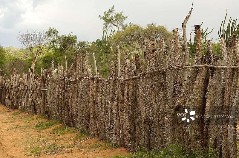 由半人树和亚龙木树干组成的障碍物，马达加斯加图片素材