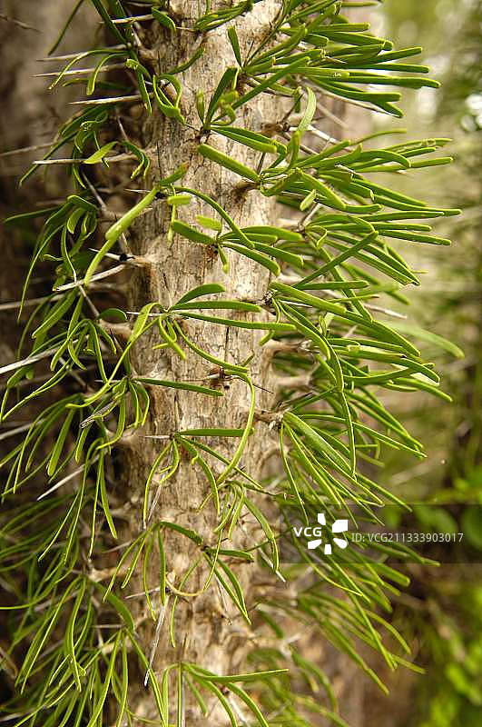 迪迪埃属植物是马达加斯加西南部的特有种图片素材