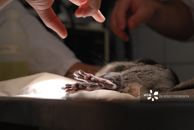 切除脓肿手术图片素材