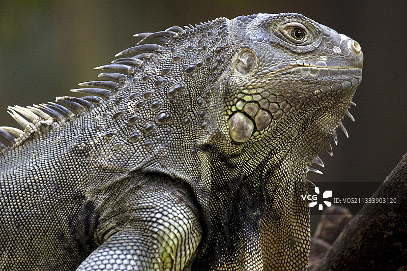 新加坡婆罗洲鬣蜥侧面照图片素材