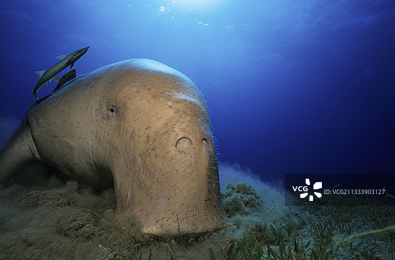 儒艮在海底觅食，埃及图片素材